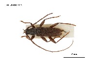 藏品(胸條薄翅天牛)的圖片